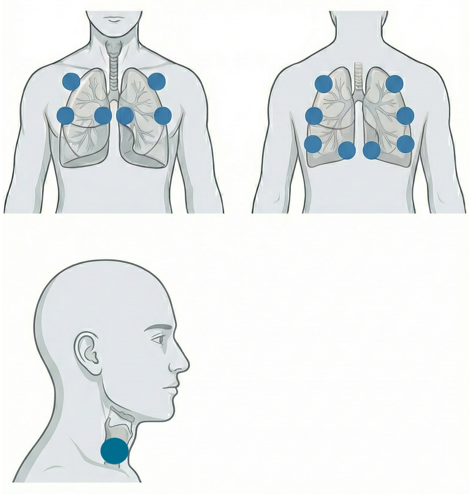 呼吸音の聴診部位を示す図解（前胸部・背部・頸部）